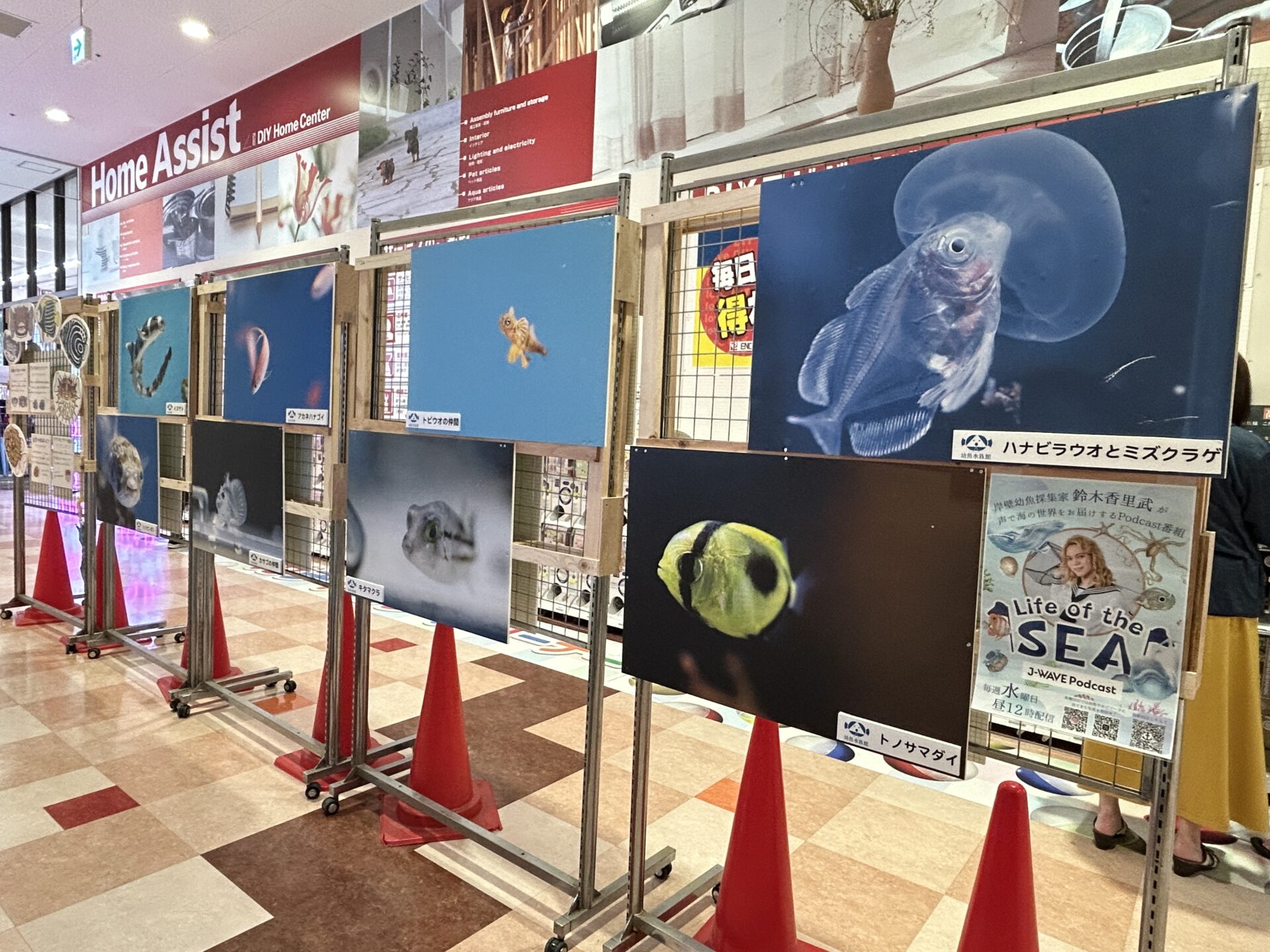 幼魚水族館パネル展