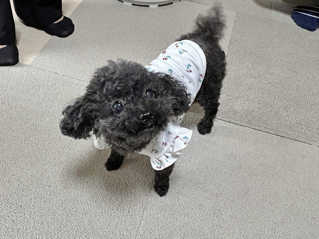 つむゴさんの愛犬かのんちゃん